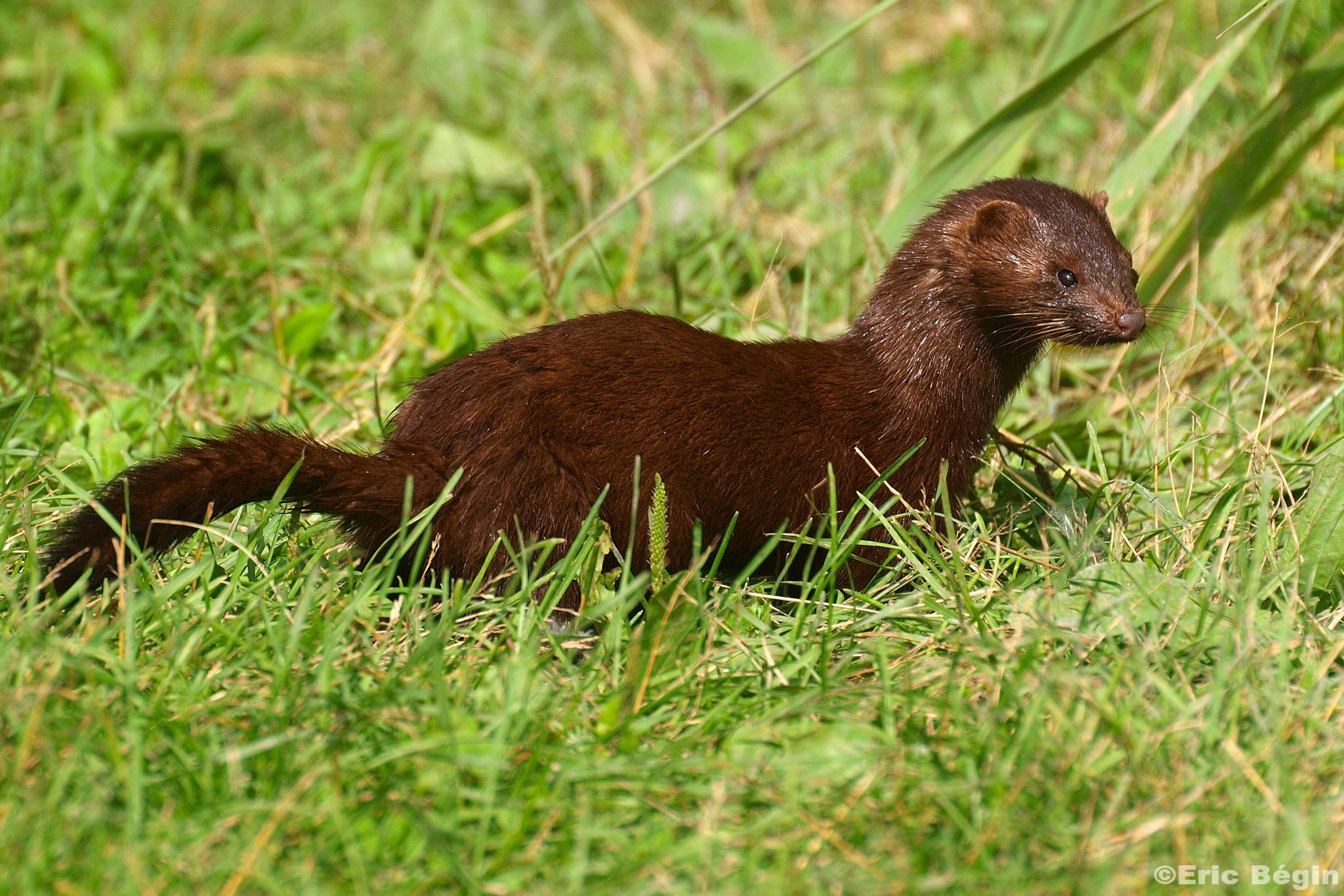 Зверек черного цвета. Европейская норка – Mustela (lutreola) lutreola Linnaeus, 1761. Mustela lutreola норка. Американская норка (Mustela Vison). Кавказская европейская норка.